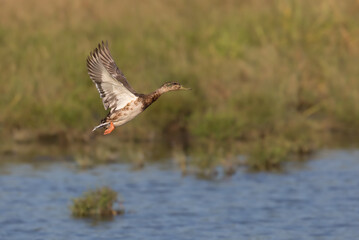 Mallard