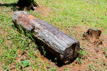 Weathered logs in the forest