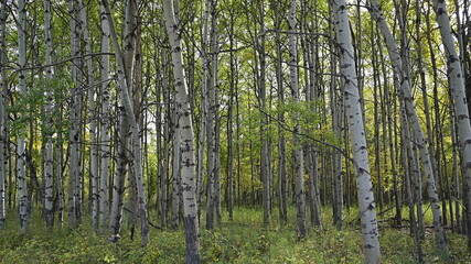 forest, nature, autumn
