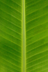 Close-up de folha verde de palmeira com nervura central e textura detalhada