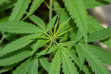 Folhas de planta de cannabis em close-up detalhado