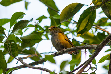 Pássaro amarelo pousado em galho cercado por folhas verdes na natureza
