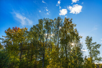 Close-up view of tall trees with green and golden autumn foliage against bright blue sky. Sweden.
