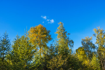 Autumn trees with vibrant green and golden leaves in sunny forest against clear blue sky. Sweden.