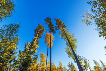 Tall trees with colorful autumn leaves reaching up to blue sky in vibrant forest during sunny weather. Sweden.