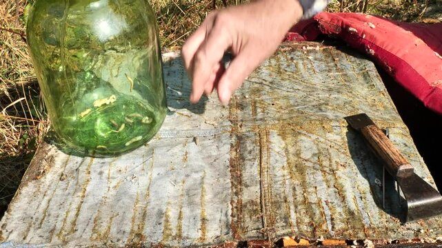 Wax moth larvae.
During growth, wax moth larvae feed on wax, as a result of which wax combs are destroyed. 