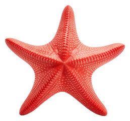 PNG Starfish invertebrate echinoderm marine.