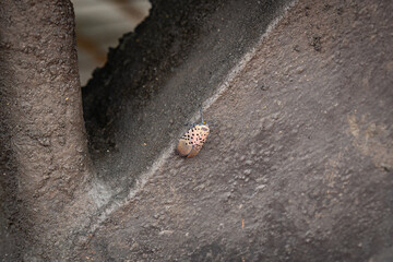 Close-up view of small spotted lantern fly - an invasive species.