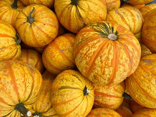 Bright orange and yellow 'Fireball' striped pumpkin 