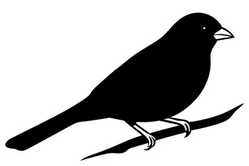  Cute  canary bird vector art illustration