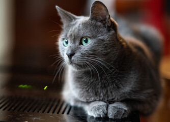 Szary kot domowy z niebiesko-zielonymi oczami. © Michal Lech