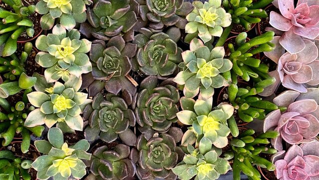 Closeup of rows of colorful small succulent plants