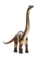 Saurischia, Sauropoda, Brachiosaurus isolated on white background 