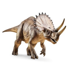 Fototapeta premium Ornithischia, Triceratops isolated on white background 