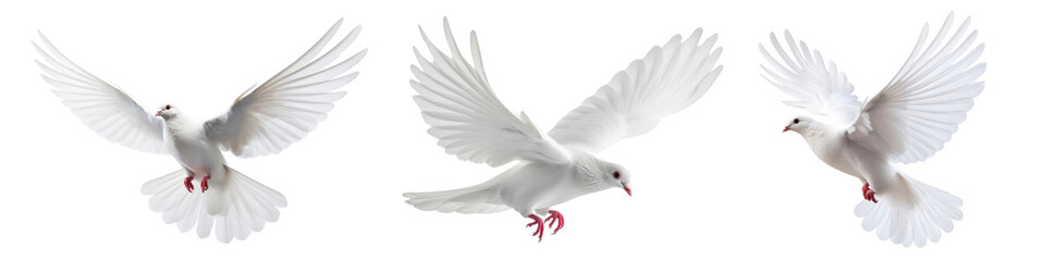 Obraz premium Dove bird png cut out element set