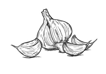 Freehand illustration of  garlic isolated on white.