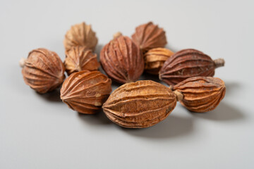 angle view herb XiangXiaRen or Amomum aromaticum at horizontal composition