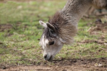 草を食べるアルパカの横顔