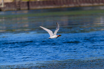 A Caspian Tern Catches a Fish at Lake Erie Metropark, in Brownstown Charter Township, Michigan.