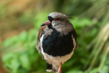 A small bird with a black and white chest, gray head, and long legs perches on one leg atop a rock, its body subtly angled amidst a backdrop of blurred green foliage.
