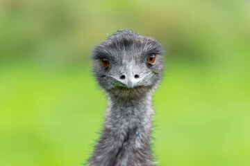 A young emu with dark, soft feathers stares directly at the viewer with a serious, almost inquisitive expression.