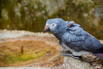 Obraz premium An African Grey parrot perches by a small, mossy waterhole, its grey feathers and intelligent gaze captivating