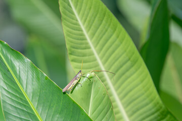 A grasshopper on a plant in the garden.