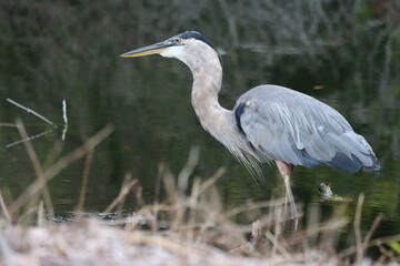 A great blue heron in shallow water