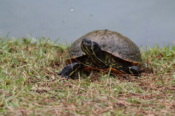 A turtle enjoying the summer sunshine out of the water