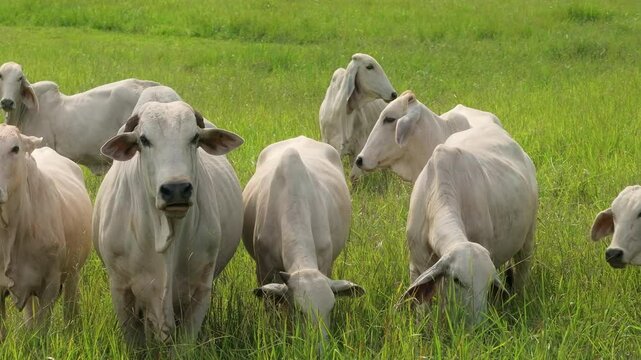An aerial view showcases Brahman cows grazing in lush Costa Rican pastures, highlighting the regions beauty and the importance of Zebu cattle in local agriculture and farming practices