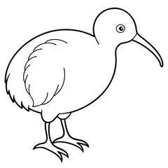 kiwi bird on white background