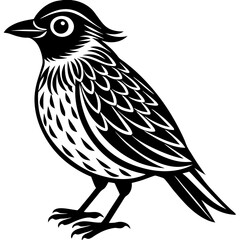 sketch of a bird on white background.