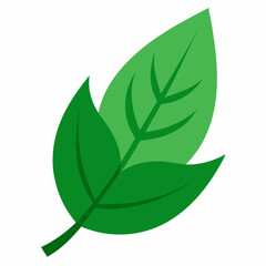 green leaf isolated on white