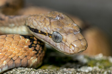 close up of a snake