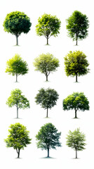 Nine Green Trees Photo Isolated on White Background