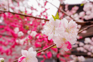 白とピンクの花が咲く春の枝
