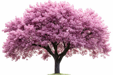 Obraz premium Blooming Cherry Tree Photo: Pink Spring Blossoms