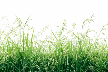 Photo - Lush Green Rice Paddy Field in Vibrant Growth