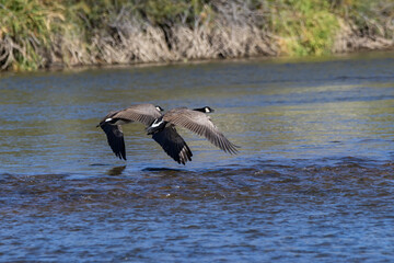 canada geese flying over river