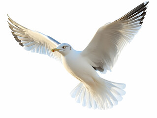 Fototapeta premium Soaring Seagull Illustration: White Bird in Flight
