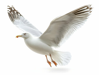 Obraz premium Realistic Illustration of a Soaring Seagull