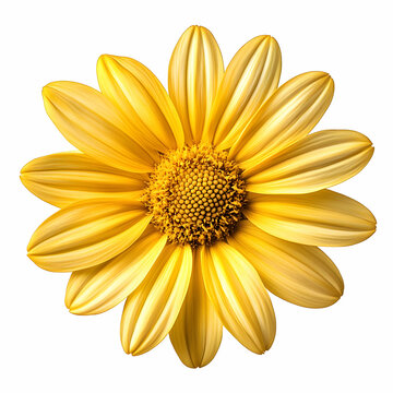 Golden Yellow Flower Photo: Vibrant Bloom on White