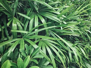 Beautiful of green tropical leaves plant background or texture