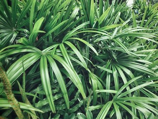 Beautiful of green tropical leaves plant background or texture