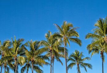 Obraz premium Grove of Palm Trees Against Blue Sky.