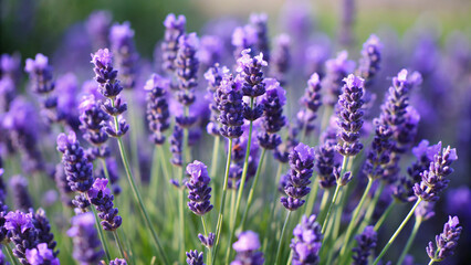 Fototapeta premium lavender field in region. lavender, flower, purple, nature, plant, flowers, field, garden, spring, summer, flora, bloom, herb, blossom, beauty, meadow, blue, violet, aroma, floral, wild, muscari, prov