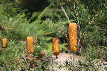 Banksia spinulosa is bloom in early spring. A golden yellow flower on an Australian native plant