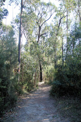 Fototapeta premium Dirt walking and hiking track in the Australian bush. Taken in the Eurobodalla Regional Botanic Garden.