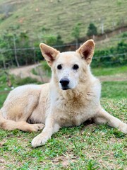 Cara de cachorro branco na tela de um celelular.