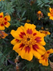 tagetes patula l. 